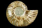 Cut & Polished Ammonite Fossil (Half) - Agate Replaced #146144-1